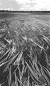 Aquatic Plant Survey gif