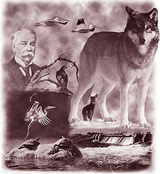 Illustration by Peter Card III of ecoreigion animals