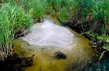 Groundwater percolates through blue marl at the rivers edge.