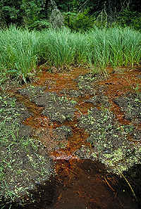Brown Tea-stained spring water seeping into the Mississippi Headwaters indicates a high iron content.